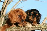 CAVALIER KING CHARLES 739